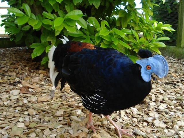 Crested Fireback