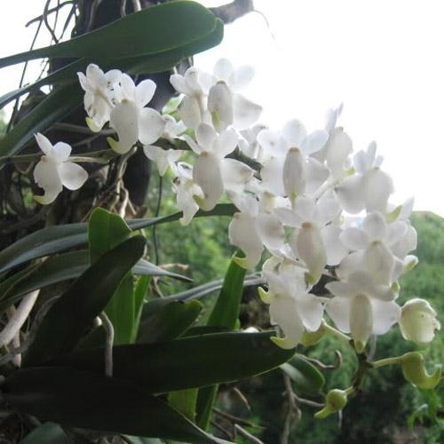 Bach Nhan Christmas incense: Orchids have the most seductive scent