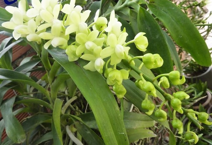 Distinguishing cinnamon orchids with three colors to avoid confusion