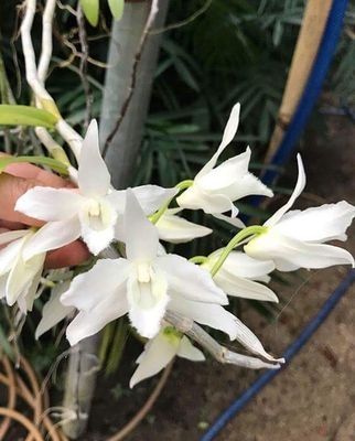 Imitation of the White Crane, an expensive and charming orchid
