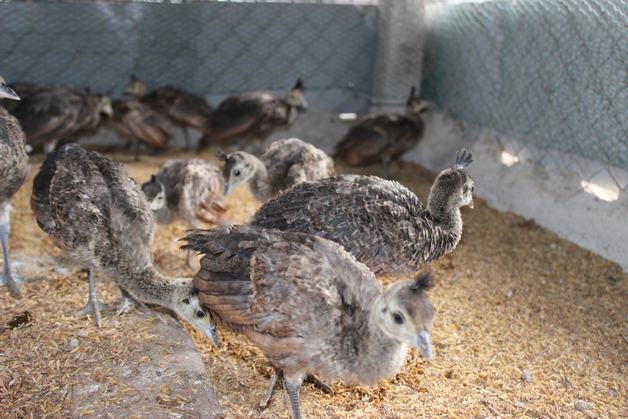 Trọng lượng, tuổi thọ, môi trường sinh sống của chim công - Chăm vật nuôi |  Suckhoecuocsong.com.vn