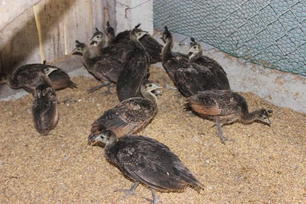 Khám phá trang trại bán chim công tại uy tín Đồng Nai