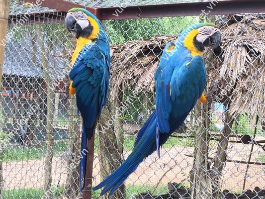 Vẹt Macaw Nam Mỹ | Đặc Điểm Giống Loài, Cách Nuôi & Chăm Sóc