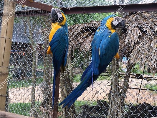 Harlequin Macaw » Vương Quốc Vẹt | PMK