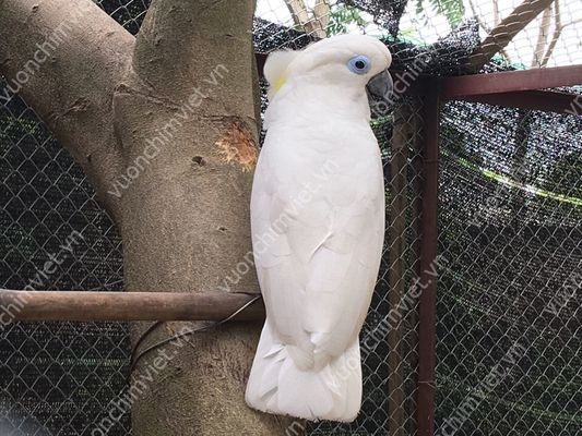 Vẹt Châu Úc  Blue Eyed Cockatoo	