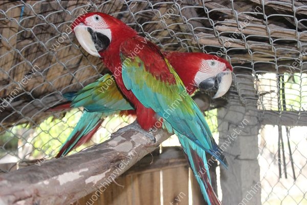 vẹt chestnut macaw