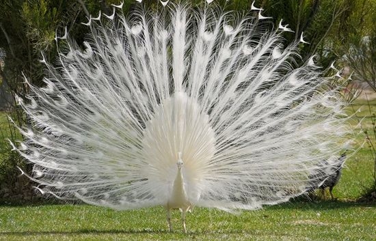 Vẻ đẹp của Chim Công khi xòe đuôi | Truong Huu Quoc - YouTube