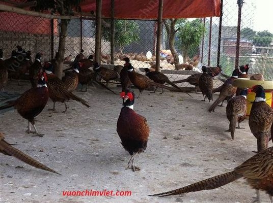 Bán Chim Trĩ Đỏ Khoang Cổ (Chim Con)! Tại Hồ Chí Minh