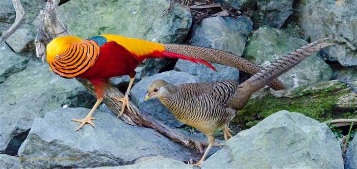 Pet Mekong on Twitter: "Cách phân biệt chim trĩ 7 màu đỏ, xanh, vàng cho  giai đoạn mới nở đến 30 ngày tuổi, thông tin Mekong Pet cung cấp sẽ giúp cho