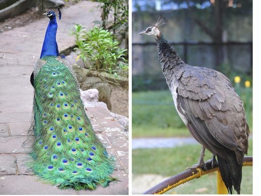 Chim Công Biểu Tượng Của Sắc Đẹp-Trang Trại Vườn Chim Việt