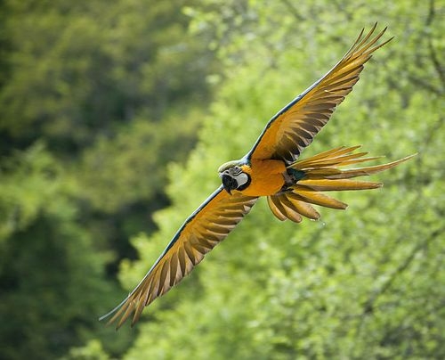Vẹt Nam Mỹ (Vẹt đỏ đuôi dài) – Cách nuôi, nguồn gốc và đặc điểm