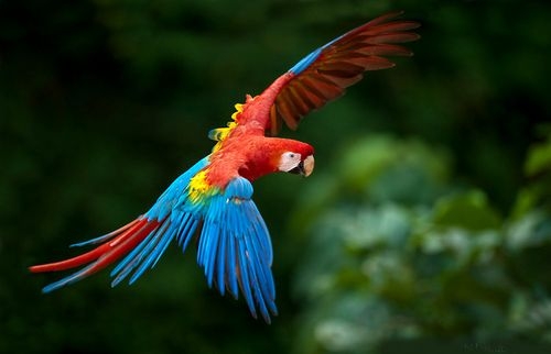 Vẹt Nam Mỹ giá bao nhiêu? Mua, Bán Vẹt Macaw ở đâu Hà Nội, Tp Hcm