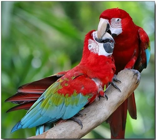 Chuyên mua bán nhiều loài vẹt Nam Mỹ cả nước uy tín | Tin Tức Mua Sắm