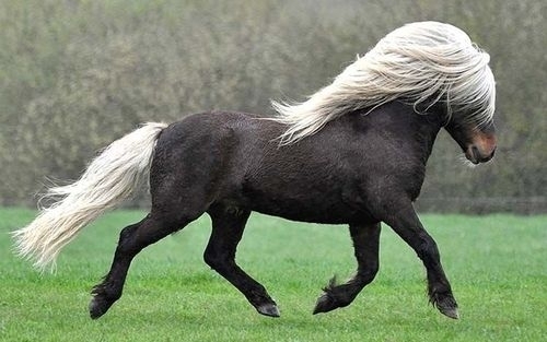 Ngựa lùn Pony-1