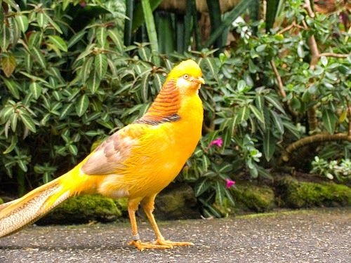 combo 10 trứng chim trĩ bảy màu vàng ấp nở con giống - Vườn chim cảnh |  Shopee Việt Nam