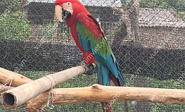 Vẹt Nam Mỹ Green Winged macaw