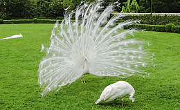 Chim Công Trắng 1 Năm Tuổi