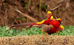 Giống Chim Trĩ 7 Màu Đỏ 3 Tháng Tuổi