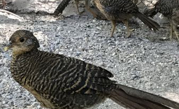 Chim trĩ cổ vàng và các động vật được bảo vệ cấp quốc gia khác được phát  hiện ở Núi Tuyết Ngọc Long, tỉnh Vân Nam, Trung Quốc