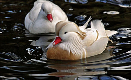 Vịt uyên ương trắng