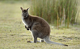 Chuột túi xám Wallaby