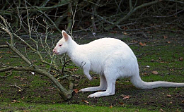 Chuột túi trắng Wallaby