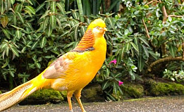 Chim Trĩ vàng bảy màu