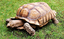 Rùa Khổng Lồ Sulcata