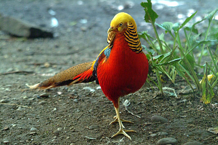 chim trĩ 7 màu đỏ-chim trĩ đỏ nhật bản-Trang Trại Vườn Chim Việt