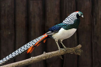 Chim trĩ xanh 7 màu Nhật bản - Trang trại Phan Minh Hồng