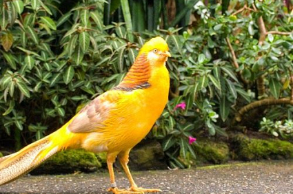 Chim trĩ vàng 7 màu Thái Lan sinh sản - Trang trại Phan Minh Hồng