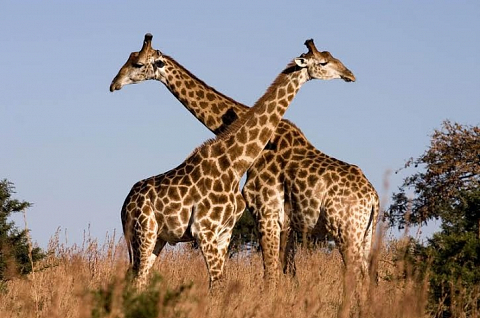 15 loài vật khổng lồ nhất thế giới