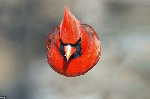 Đã tìm thấy nguyên mẫu đời thực chuẩn không cần chỉnh của chú chim Red trong Angry Birds