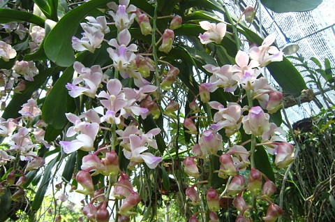 Lan Giáng hương Tam Bảo Sắc: Loài hoa lan đẹp và dễ trồng