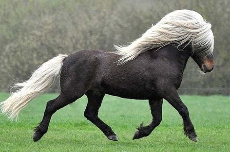 ​Ngựa lùn Pony: Những điều có thể bạn chưa biết