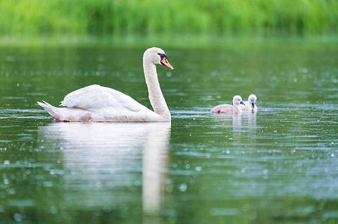 Thiên Nga trắng trong phong thủy và đời sống con người