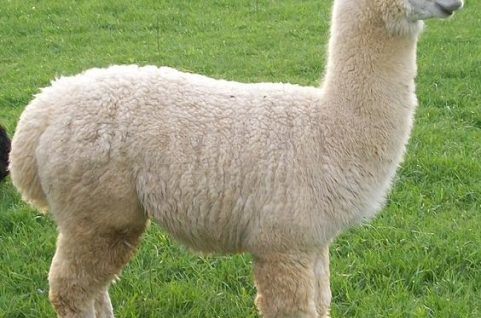 Kỹ Thuật Nuôi Lạc Đà Alpaca