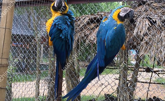 Vẹt Nam Mỹ Blue and Gold Macaws