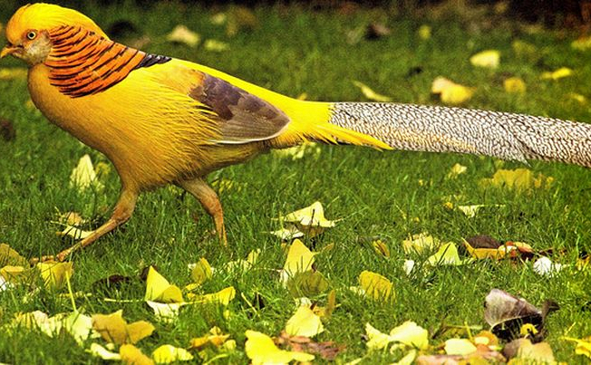 Chim Trĩ 7 Màu Vàng 3 Tháng Tuổi