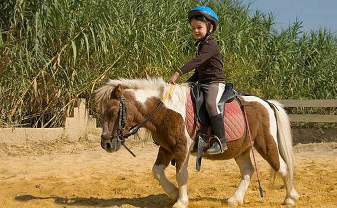 Giống Ngựa Lùn Pony
