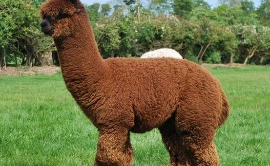 Giống Lạc đà alpaca