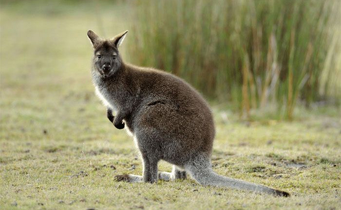 Chuột túi xám Wallaby