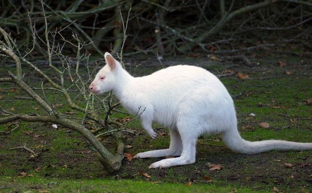 Chuột túi trắng Wallaby