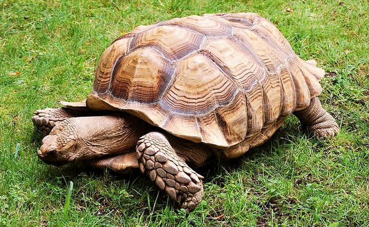 Rùa Khổng Lồ Sulcata